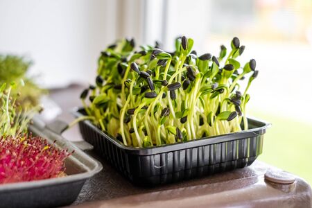 Microgreen sprouts close up, healthy food and lifestyle concept, vegetarian nutritionの写真素材