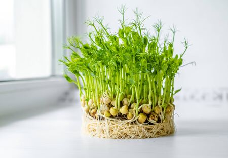 Microgreen sprouts close up, healthy food and lifestyle concept, vegetarian nutritionの写真素材