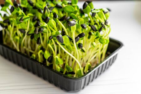 Microgreen sprouts close up, healthy food and lifestyle concept, vegetarian nutritionの写真素材