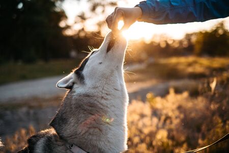 Beautiful Husky dog howling during training, walking with owner outsideの写真素材