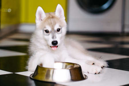 Funny husky puppy asks for food in the kitchenの写真素材