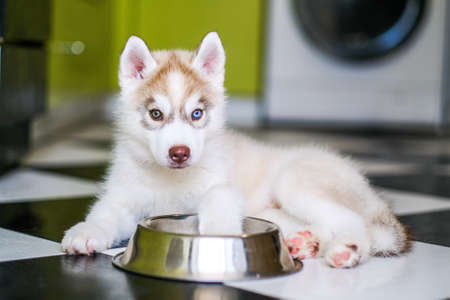 Funny husky puppy asks for food in the kitchenの写真素材