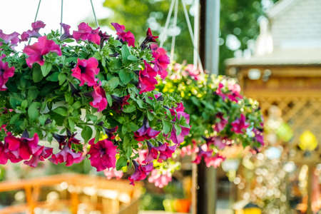 Baskets of hanging petunia flowers on balcony. Petunia flower in ornamental plant.
