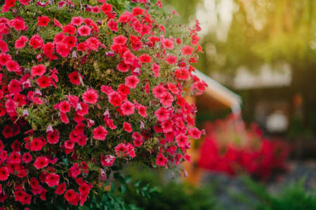 Baskets of hanging petunia flowers on balcony. Petunia flower in ornamental plant.の写真素材