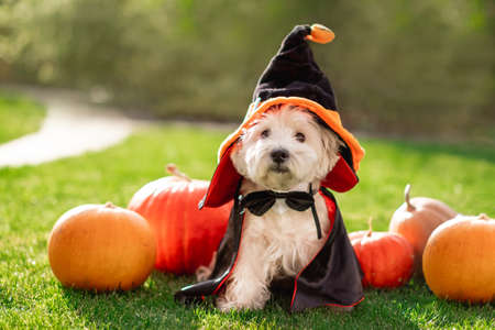 Cute Maltese dog wearing witch costume sitting on the grass with pumpkins.の写真素材