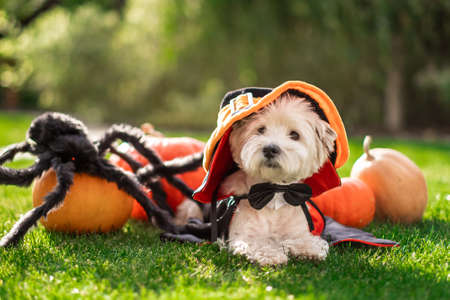 Funny West Highland White Terrier dog decorated with photo props sits near orange pumpkins, at home. Preparation for the celebration. Wallet or life. Happy Halloween and autumn concept.の写真素材