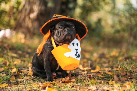 Portrait of a dog in a Halloween costume with a pumpkin basket in the park with yellow leaves. Halloween conceptの写真素材