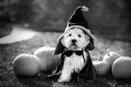Funny West Highland White Terrier dog decorated with photo props sits near orange pumpkins, at home. Preparation for the celebration. Wallet or life. Happy Halloween and autumn concept.の写真素材