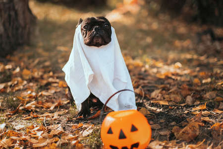 French bulldog playing trick or treat in ghost costumeの写真素材