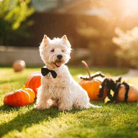 Funny West Highland White Terrier dog decorated with photo props sits near orange pumpkins, at home. Preparation for the celebration. Wallet or life. Happy Halloween and autumn concept.の写真素材