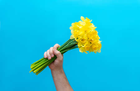 Hand holds a bouquet of daffodils on a blue background. Birthday,, love and congratulatory concept.