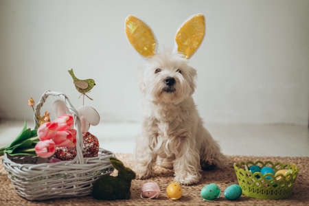 A cute fluffy West Highland White Terrier with bunny ears on his head sits near a basket of tulip...