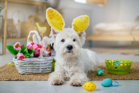 A cute fluffy West Highland White Terrier with bunny ears on his head sits near a basket of tulip flowers and Easter cake surrounded by painted eggs from a small basketの写真素材