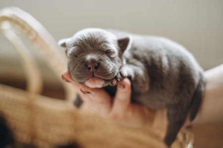 Raising American Bully Puppies. Sleeping in a wicker basket are several cute and small blue bully...