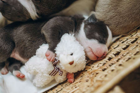 Raising American Bully Puppies. Cute and little puppy sleeps with a soft toy