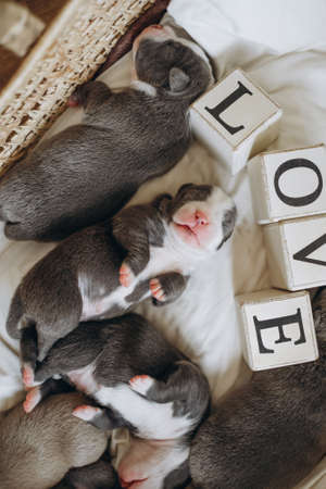 Raising American Bully Puppies. Sleeping in a wicker basket are several cute and small blue bully puppies.の写真素材
