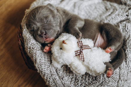 Raising American Bully Puppies. Cute and little puppy sleeps with a soft toyの写真素材
