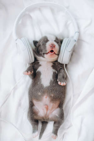 A small funny puppy newborn listens to a song in headphones on a white bed.の写真素材