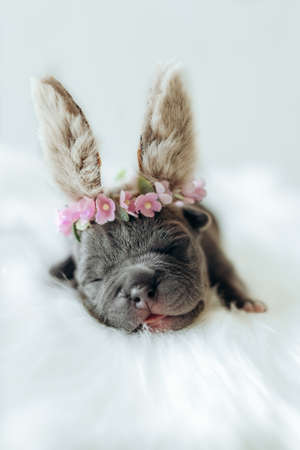 Cute little american boule puppy dressed up as an easter bunny with a bunny ear band with flowers on a white backgroundの写真素材