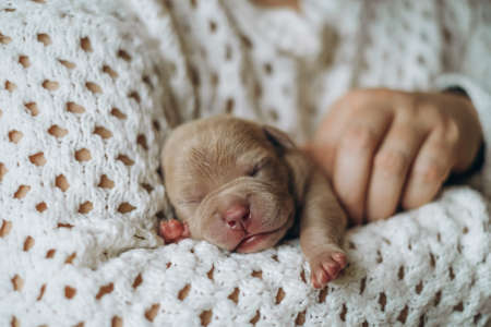 Small newborn puppy in female hands. A beautiful and cute puppy in her arms. American boule puppy. Funny little puppy.の写真素材