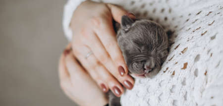 Small newborn puppy in female hands. A beautiful and cute puppy in her arms. American boule puppy. Funny little puppy.の写真素材