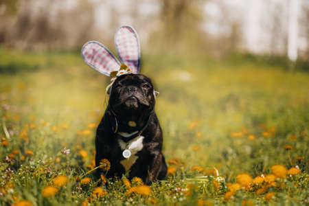 Smiling easter French bulldog with bunny ears between spring dandelion flowersの写真素材