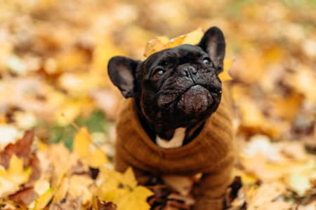 Portrait of a French Bulldog in an autumn landscape. Funny dog in the park in autumnの写真素材