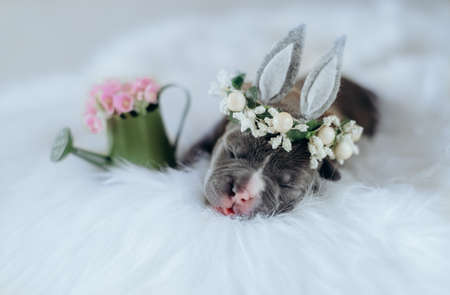 Cute little american boule puppy dressed up as an easter bunny with a bunny ear band with flowers on a white backgroundの写真素材