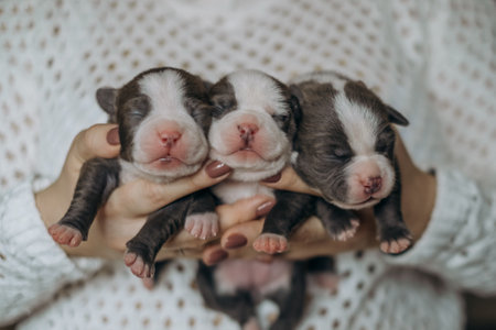 Woman holding three cute newborn american bull puppyの写真素材