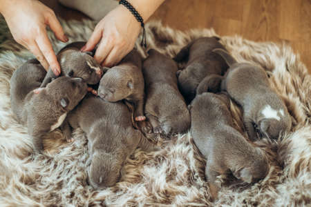 Raising American Bully Puppies. Several cute newborn blue bully puppies are sleeping on a fluffy bedspread.の写真素材