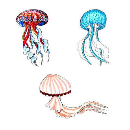 Set of brown, blue, red and aqua color jellyfishes. JPEG illustration marine animals.の写真素材