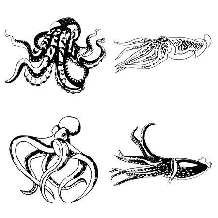 Set of monochrome octopus and squid isolated on transparent background. Vector  EPS illustration marine animals.のイラスト素材