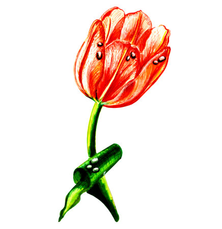 Red tulip with leaves dew drops on petals . JPEG floral botanical illustration.の写真素材