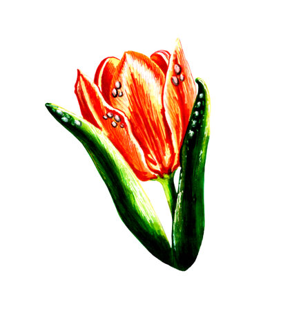 Red tulip with leaves dew drops on petals. JPEG floral botanical illustration.の写真素材