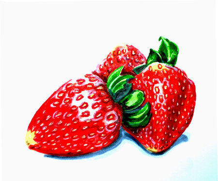 Three red strawberries  isolated on white background.
 JPEG botanical illustration of berries.の写真素材