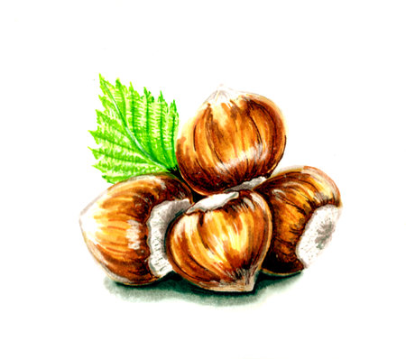 Drawing of four hazelnuts with a green leaf. JPEG botanical illustration of nuts for stickers, creating patterns, wallpaper, 
wrapping paper, postcards, design, fabric, clothing.の写真素材