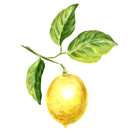 Yellow lemon on branch with green leaves Hand drawn watercolor illustration isolated on white background for design, stickers, patterns, packaging, cards, textiles, embroidery.の写真素材