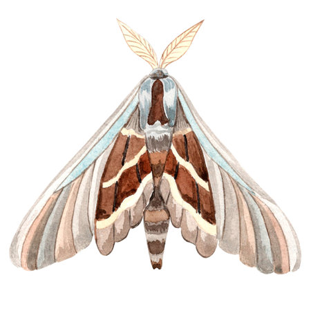 Watercolor moth brown blue color isolated. Hand drawn illustration night butterfly with ornament...