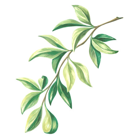 Watercolor branch with green leaves of citrus, orange, lemon, clip art. Isolated hand drawn botanical illustration tropical greenery Template sketch foliage for card, wrapping, embroidery and textileの写真素材
