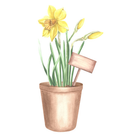 Yellow daffodils in clay flower pot with wooden signboard. Isolated hand drawn watercolor illustration spring narcissus. Floral drawing template for card of Mothers day, 8 March, Easter, embroidery.の写真素材