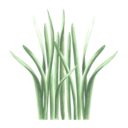 Bunch of green grass. Isolated hand drawn watercolor illustration of greenery, herb. Cartoon meadow plant drawing. Botanical template for greeting card, sticker, wedding, packageの写真素材