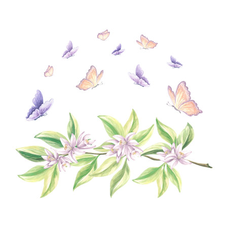 Butterflies flutter over blossoming branch of citrus tree. Hand drawn watercolor illustration spring flowers of oranges. Isolated summer template for print , cards, scrapbooking, embroidery, textile.の写真素材