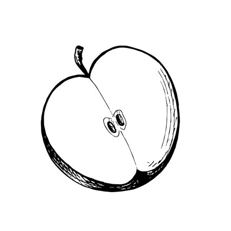 Apple round half sketches. Vector graphic illustration, hand drawn isolated. Black and white drawing ripe juicy fruits. Organic food product. Healthy eatinig. Clipart for menuのイラスト素材