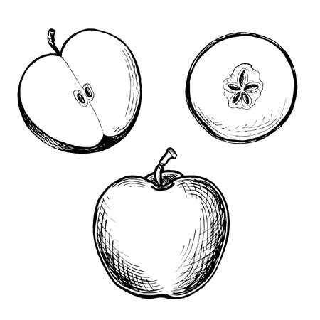 Apple whole and half with round slice. Set sketches. Vector graphic illustration, hand drawn isolated. Black and white ripe juicy fruits. Organic food product. Clipart for menuのイラスト素材