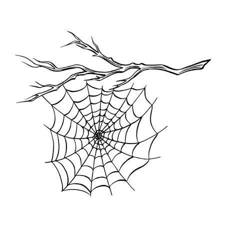 Spider web on the bare tree branch. Composition of line sketches. Spooky trap of insect thread. Vector graphic illustration, hand drawn isolate. Black and white forest natureのイラスト素材