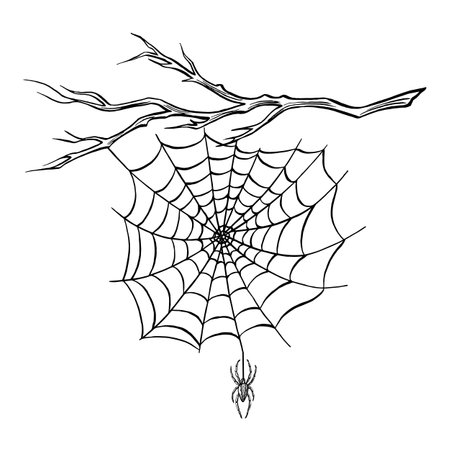 Spider with web on the bare tree branch. Line sketch. Spooky trap of insect thread. Vector graphic illustration, hand drawn isolate. Black and white animal in the nature. Clipartのイラスト素材