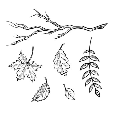 Various autumn leaves. Set sketches. Vector graphic line illustrations, hand drawn isolated. Black and white doodle of foliage. Forest plant, nature concept. Clipart for logo, cardのイラスト素材