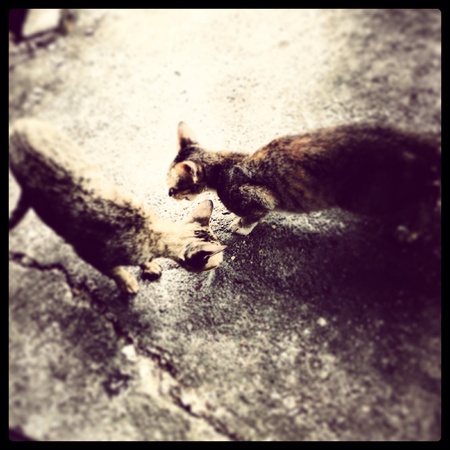 Street cats