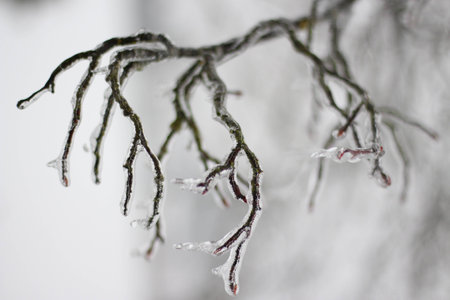 Trees and branches frozen by black ice in winterの写真素材