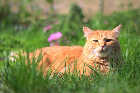 A red cat lying on a sunny meadow, looking at the cameraの写真素材